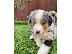 PoulaTo: Τα γοητευτικά κουτάβια Australian Shepherd