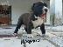 PoulaTo: American staffordshire terrier απο τα καλυτερα αιματα 6979314054