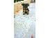 PoulaTo: yorkshire terrier mini