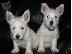 PoulaTo: West Highland Terrier