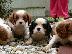 PoulaTo: kavaler king charles spaniel