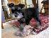 PoulaTo: Schnauzer