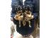 PoulaTo: yorkie puppies for free adoption