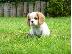 PoulaTo: κουτάβια Cavalier King Charles Spaniel