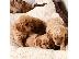 PoulaTo: Cavapoo Red