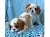 PoulaTo: Φοβερό κορίτσι Cavalier King Charles Spaniel