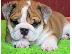 PoulaTo: English bulldog 4 μηνών Θηλυκό