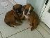 PoulaTo: boxer