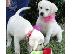 PoulaTo: Φοβερό Labrador Retriever Pups
