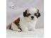 PoulaTo: Shih Tzu