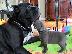 PoulaTo: CANE CORSO ITALIANO