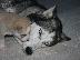 PoulaTo: Siberian Husky Original Colour for sale!