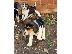 PoulaTo: Κουτάβια Beagle Tricolor