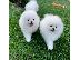 PoulaTo: Καταπληκτικά κουτάβια από Pomeranian!