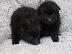 PoulaTo: POMERANIAN