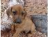PoulaTo: κουταβιών Rhodesian Ridgeback έτοιμα