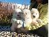 PoulaTo: Samoyed Puppies