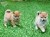 PoulaTo: Πωλούνται κουτάβια AKC Shiba Inu