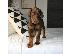 PoulaTo: Doberman puppies