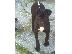 PoulaTo: Cane Corso Καθαρόαιμο Κουτάβι