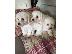 PoulaTo: Cute Bichon Frise Puppies Διαθέσιμο προς πώληση