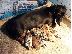 PoulaTo: AKC Dachshunds