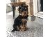 PoulaTo: αγαπούν το Yorkie terrier έτοιμο για υιοθέτηση.