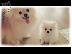 PoulaTo: Pomeranian καθαροαιμα Αθηνα-Θεσσαλονικη-Νησια dogsmania.gr 6979314054...