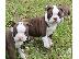 PoulaTo: Super Adorable Boston Terrier κουτάβια