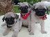 PoulaTo: Pug puppy