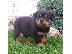 PoulaTo: Awesome κουτάβια Rottweiler για την υιοθεσία