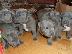 PoulaTo: Διατίθενται κουτάβια Staffordshire Blue terrier