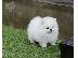PoulaTo: Πωλούνται Pomeranian Dogs and Puppies