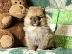 PoulaTo: Pomeranians για υιοθεσία