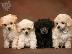 PoulaTo: poodle mini