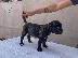 PoulaTo: Cane Corso κουτάβι