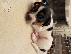 PoulaTo: Εκπληκτικά κουτάβια Jack Russell