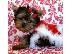 PoulaTo: AKC ΕΓΓΕΓΡΑΜΜΕΝΟ YORKSHIRE TERRIER Κουτάβια