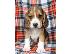 PoulaTo: κουτάβια Beagle