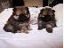 PoulaTo: Pomeranian Puppies προς πώληση