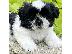 PoulaTo: SHIH TZU