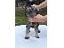 PoulaTo: Standard Schnauzer κουτάβια