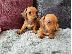 PoulaTo: Dachshund Θηλυκά και Αρσενικά