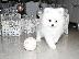PoulaTo: pom babies for adoption