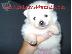 PoulaTo: Pomeranian