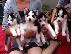 PoulaTo: Δύο Gorgeous 3 μήνες παλιά Σιβηρίας Huskies!