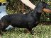 PoulaTo: Dachshund προς πώληση