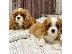 PoulaTo: Κουτάβια Cavalier King Charles Spaniel