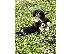 PoulaTo: Cavalier King Charles Spaniel Puppies