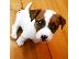 PoulaTo: Διαθέσιμα κουτάβια Jack Russell Terrier